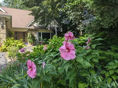 a bush of pink flowers in front of a house at Greater Toronto B&B in Oakville