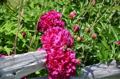 a bunch of pink flowers on a wooden fence at Hidden Farm Escape in the Heart of Kawarthas in Beaverton