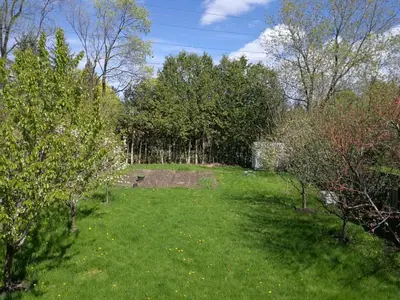 a green yard with trees and a field of grass at spacious and bright house in Toronto