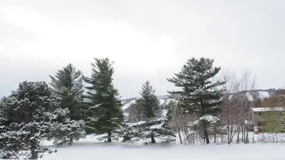a group of pine trees in the snow at Blue Mountain 6BR Chalet Modern Hot Tub Mountain Views Walk to Village in Blue Mountains