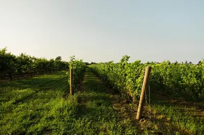 a vineyard with rows of green vines at The Little White Haus in Niagara on the Lake