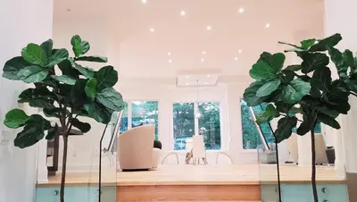 two large green plants in a room with chairs at Executive Room in Toronto next to Yorkdale shopping centre in Toronto