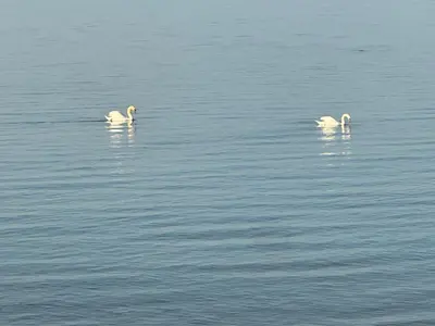 two white birds swimming in a body of water at Golf Spa Relax in Collingwood