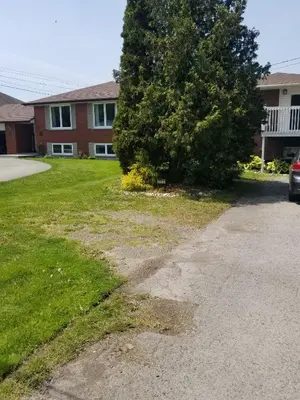 a large tree in a yard next to a building at Newly Furnished Modern Apartment in Welland