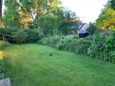 a backyard with a yard with green grass and trees at Marmora and Lake Inn Apartment-Sleeps 5 guests in Marmora