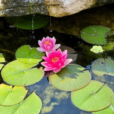 two pink water lilies sitting on top of lily pads at The Loft Retreat in Southampton