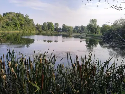 a view of a lake with grass and trees at Cottage on the Pond in Millbrook