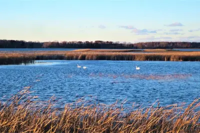 three swans are swimming in a large lake at Westlake waterfront, hot tub, dock,4 mins to beach in West Lake