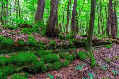 a forest filled with green moss and trees at Moon River in Campbellford