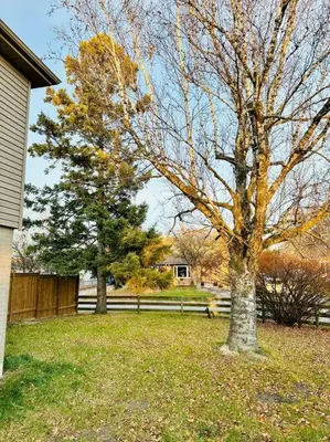 a tree in a yard next to a fence at Cozy private backyard garden studio in Pickering