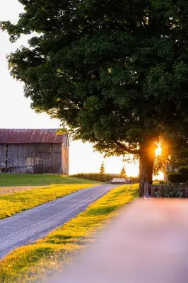 a tree on the side of a road with a barn at The White House in Caledonia