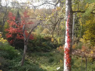 a group of trees with red paint on them at Stone Ridge Chalet Bed n Breakfast in Dorset