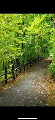 a tree lined road with a fence in a forest at Serenity Charm - Walk in Town, Shaw, Hottub in Niagara on the Lake