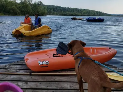 a dog standing on a dock next to a boat at Wildwood Bunkies in Bailieboro
