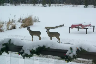 a couple of deer standing in the snow at Liftlock Guest House in Peterborough