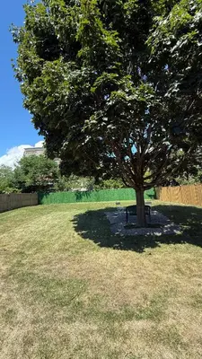 a tree in a field with a bench under it at Brand new 2 bedroom basement apartment in Ajax