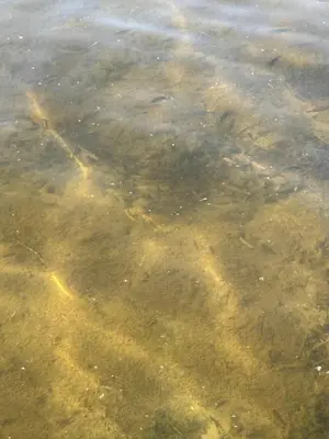 a close up of a body of water at Waterfront Cottage Near Toronto Private Dock, Water Crafts, BBQ Wi-Fi - Sleeps 4 in Manvers