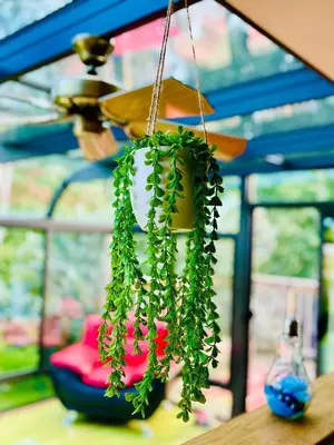 a green plant hanging from a ceiling at Charming Farmhouse in Grafton
