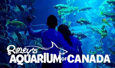 a man and a woman standing in front of an aquarium at Downtown Queen and King St - Lower Suite in Toronto