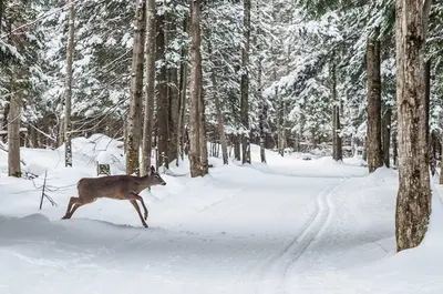 a deer running through a snow covered forest at The Driftwood Deck in Wasaga Beach