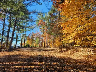 a road in the autumn forest with trees at Olga's Bay Lake House in Minett