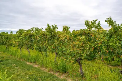 a row of apple trees in a field at Vineyard 2 Bed Farm Home | Mins to Town & Wineries in Niagara on the Lake