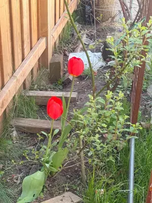 two red flowers in a garden next to a fence at Hespeler Haven Hideaway in Cambridge