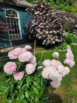 a bunch of pink flowers in front of a house at Charlotte Garden Bed and Breakfast in Niagara on the Lake