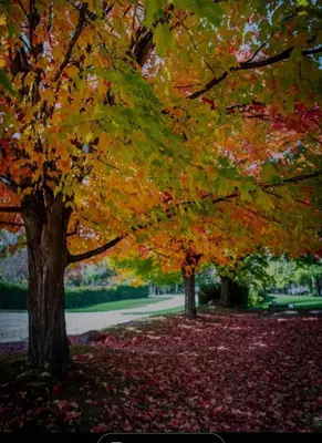a group of trees with autumn leaves on the ground at Cozy 2 bedroom ice fishing&skiing in Georgina