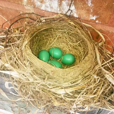 a nest with four green eggs in it at Picturesque School House Retreat in Meaford