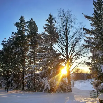 a sun shining through some trees in the snow at Picturesque School House Retreat in Meaford