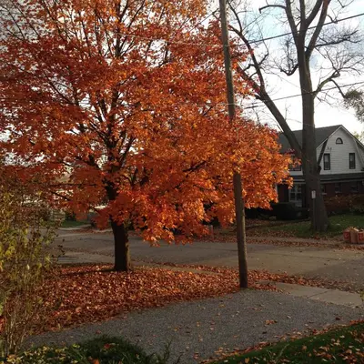 a tree with orange leaves on the side of a street at Ambiance By The Falls B&B in Niagara Falls