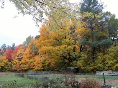 a field with a fence in front of a bunch of trees at Bear & Butterfly Bed and Breakfast in Gravenhurst