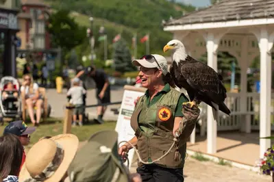 a man is holding an eagle on his arm at The Westin Trillium House, Blue Mountain in Blue Mountains