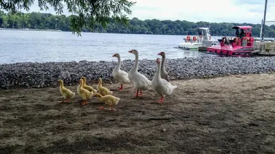 a group of ducks walking next to a body of water at The White House Boutique B&B in Niagara on the Lake