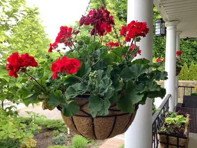 a pot of red flowers hanging on a porch at Via Veneto - Old Town in Niagara on the Lake