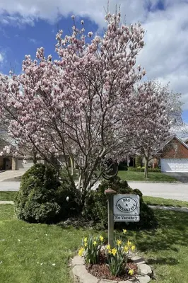 a tree with pink flowers in a yard with a clock at Globetrotters B&B in Niagara on the Lake