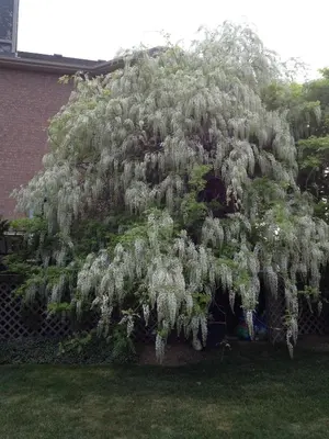 a large tree with white flowers on it at Lulu's Bed & Breakfast in Niagara on the Lake