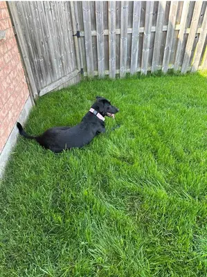 a black dog sitting in the grass next to a fence at Sweet dreams in Guelph