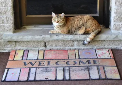 a cat sitting on the doorstep of a door at Stratford Suburban Motel in Stratford