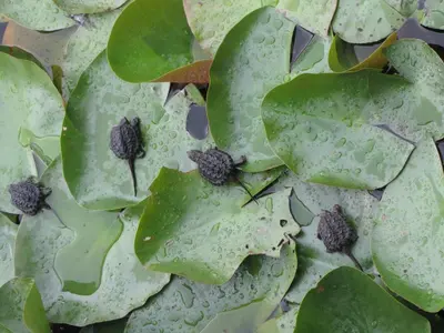 a group of green leaves with raindrops on them at Shambhala Bed and Breakfast in Buckhorn