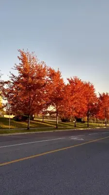 an empty street with trees on the side of the road at Village at York U in Toronto