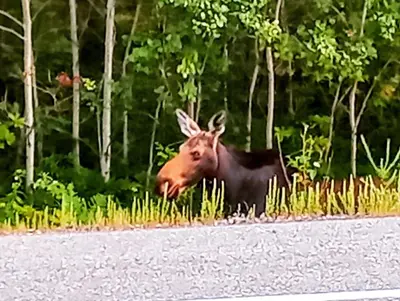 a moose standing on the side of a road at Blue Spruce Bed and Breakfast Muskoka in Gravenhurst