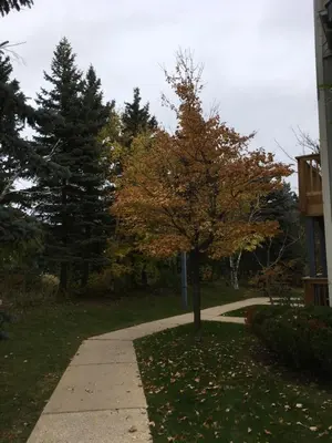 a tree on the side of a sidewalk at Blue Mountain Getaway at North Creek Resort King Bed in Blue Mountains