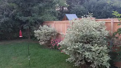 a garden with a fence and two bushes at Evening Shade in Fergus