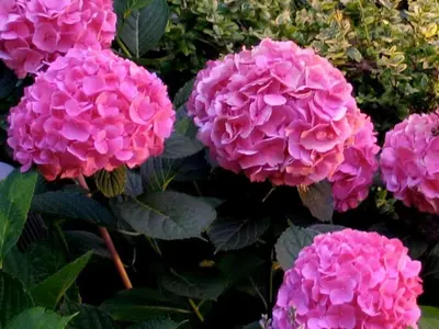 a group of pink flowers in a garden at A Seaton Dream in Toronto