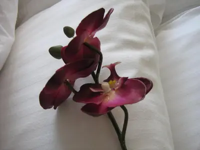 a pair of pink flowers sitting on a white blanket at Yonge Suites Apart Hotel in Toronto