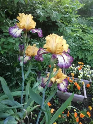 a group of yellow and purple irises in a garden at The Carriage House Flat - Downtown Paris Canada in Paris