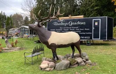 a statue of a deer standing on some rocks at Burley's Executive Garden Suite in Peterborough