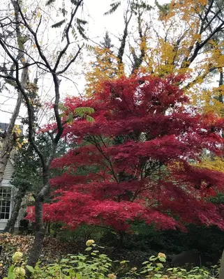 a tree with red leaves in front of a house at Entire Queen Loft in Toronto